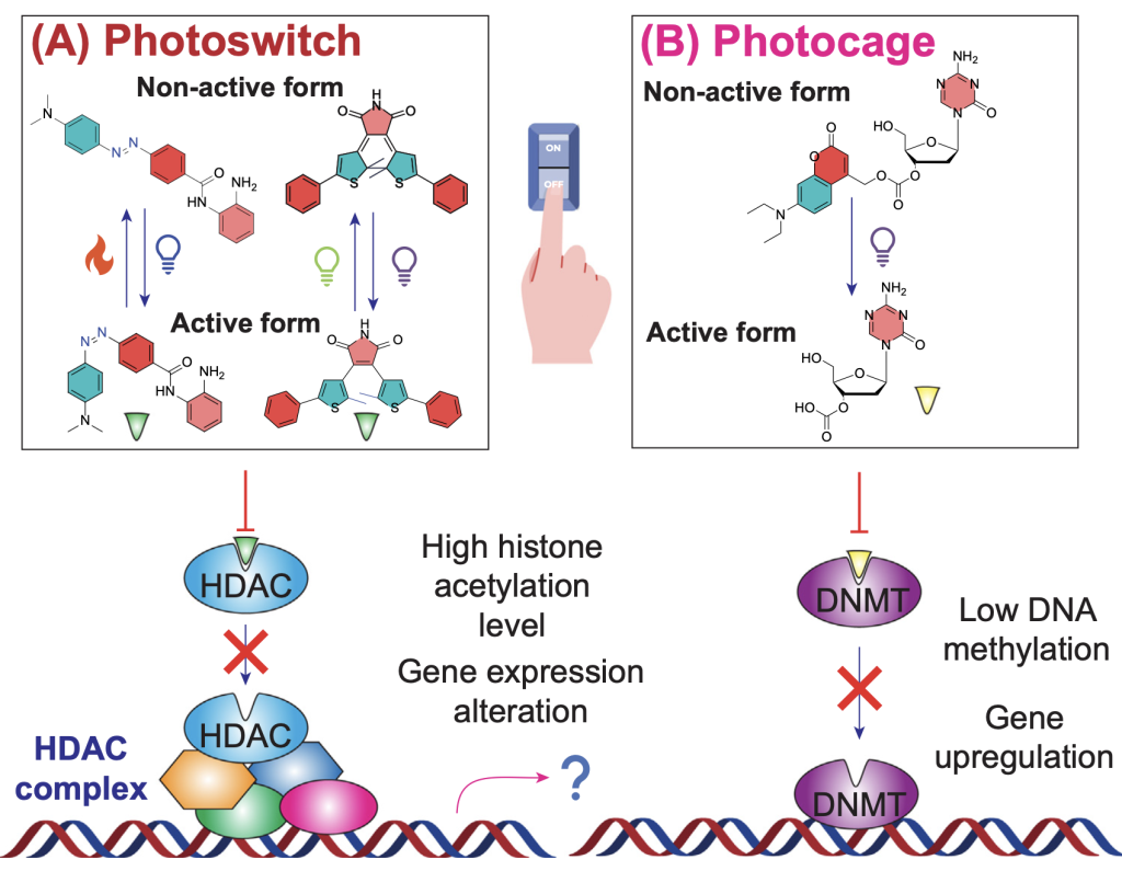 Enlightening epigenetics: optochemical tools illuminate the path