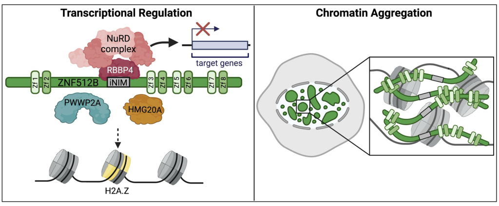 ZNF512B binds RBBP4 via a variant NuRD interaction motif and aggregates chromatin in a NuRD complex-independent manner