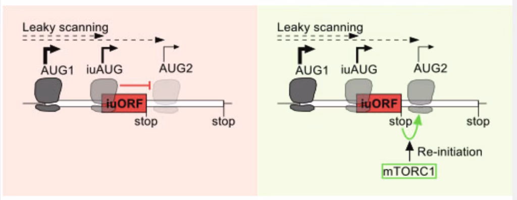 Short internal open reading frames repress the translation of N-terminally truncated proteoforms